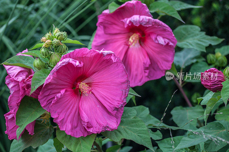 芙蓉锦葵，(芙蓉)，“Jazzberry Jam”